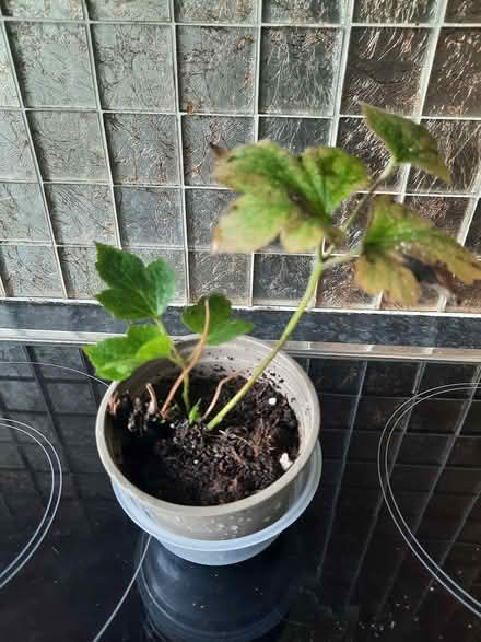 Photo of free Pink Japanese anemone cutting (Morden SM4) #4