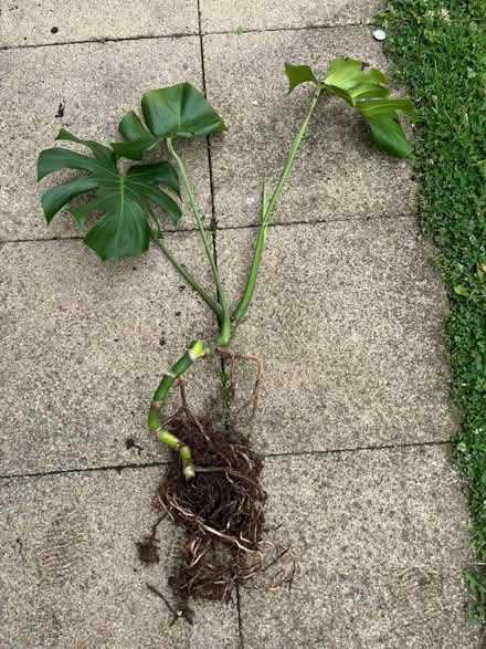 Photo of free Monstera plant (WN6) #1