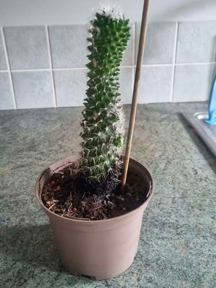 Photo of free Cacti (Oldfield Park) #1