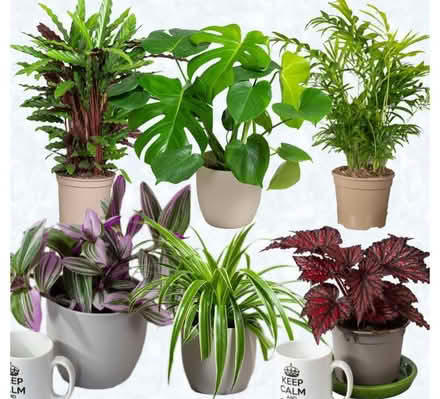 Photo of Plants Household and outdoor plants (SE16) #1