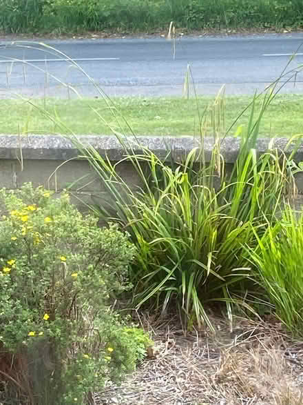 Photo of free Plant (Lawnswood LS16) #1
