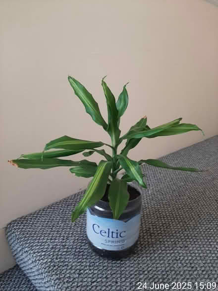 Photo of free Dracaena fragrans 'Massangeana' (Edgwarebury Lane) #1