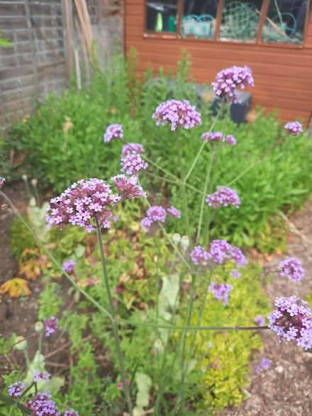 Photo of free Verbena Bonariensis Seedling (Morden SM4) #4