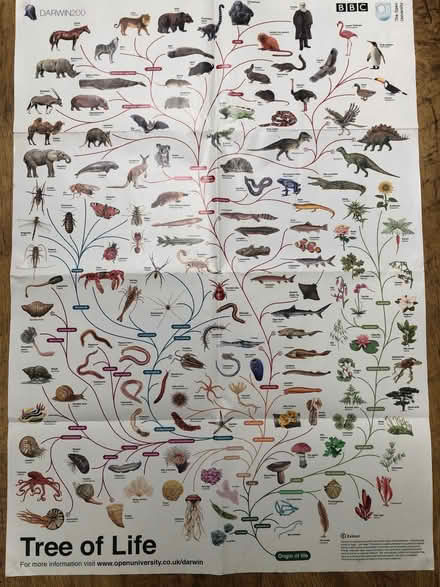 Photo of free BBC Tree of Life poster (Freehold LA1) #1