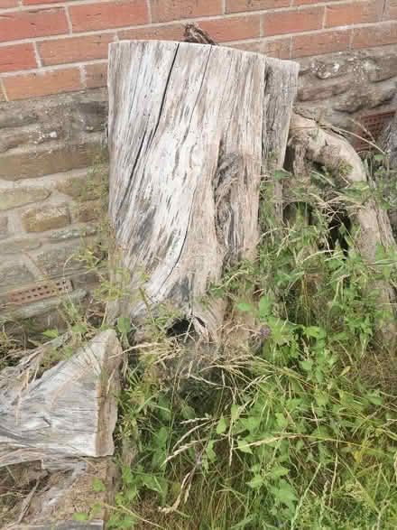 Photo of free Large logs (Leominster HR6) #3