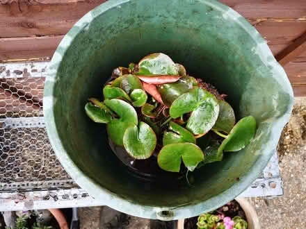 Photo of free Pond Plant - Water Lilly (Canterbury CT29BQ) #1