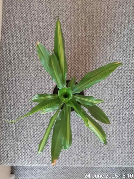 Photo of free Dracaena fragrans 'Massangeana' (Edgwarebury Lane) #2