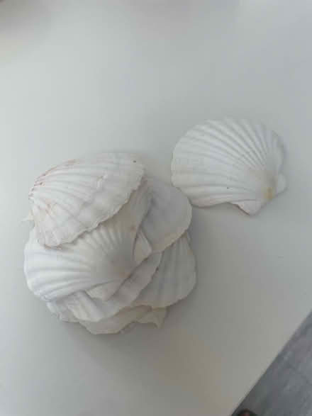 Photo of free Shells (Stanmore, HA7) #1