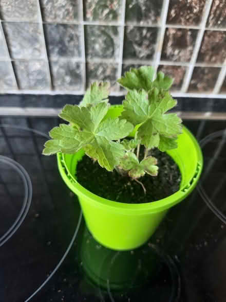 Photo of free Hardy Pink Geranium seedling (Morden SM4) #3