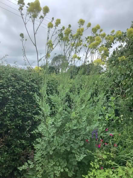 Photo of free Garden plants (Leasgill LA7) #1