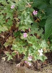 Photo of free Perenial geranium (Lower Earley RG6) #1
