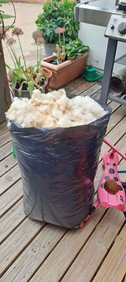 Photo of free Sheeps Wool freshly sheared (New Tupton S42) #1