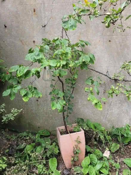 Photo of free Tree (plum?) (BN1) #1