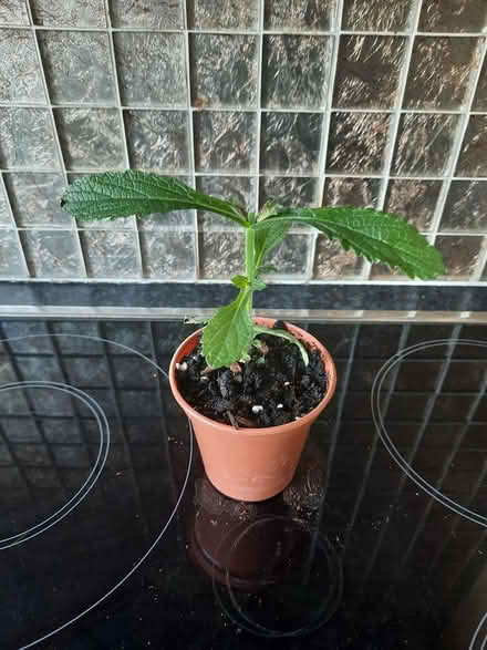 Photo of free Verbena Bonariensis Seedling (Morden SM4) #3