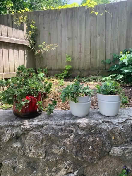 Photo of free Plants (BA2) #1