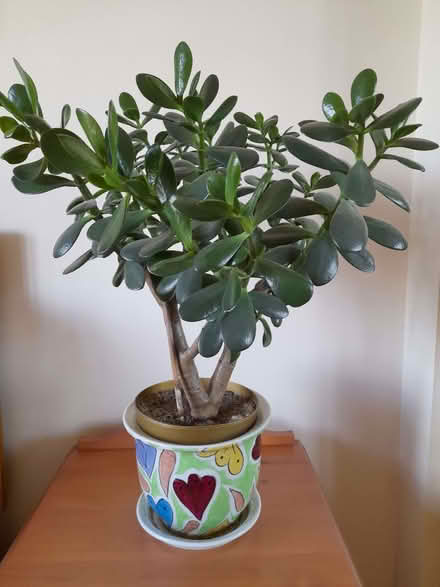 Photo of free Money plant (Great Amwell SG12) #1