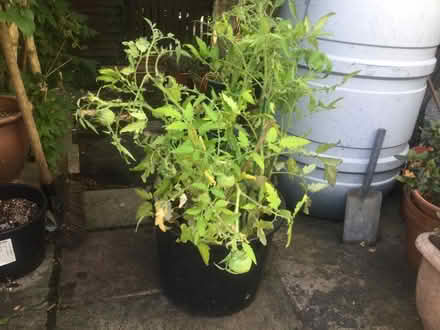 Photo of free Marmande tomato plants (Purley CR8) #1