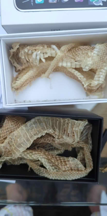Photo of free Two snake skins (M20 West Didsbury) #1