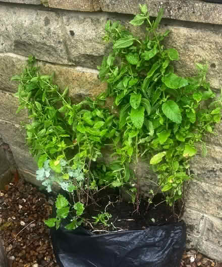 Photo of free Large Spearmint Plant (High Bentham LA2) #1