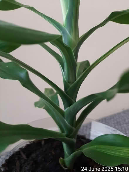 Photo of free Dracaena fragrans 'Massangeana' (Edgwarebury Lane) #3