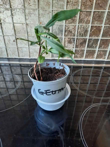 Photo of free Aster plant seedling (Morden SM4) #2