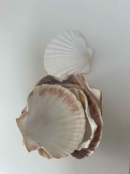 Photo of free Shells (Stanmore, HA7) #2