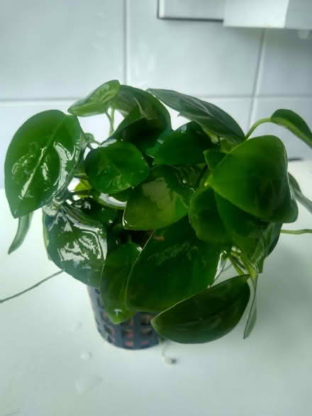 Photo of free Cold water aquarium plant (Holbrooks CV6) #1