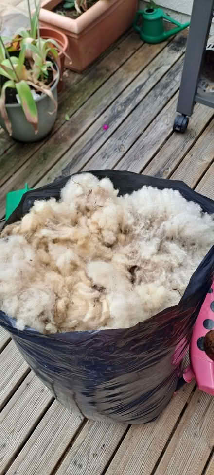 Photo of free Sheeps Wool freshly sheared (New Tupton S42) #2