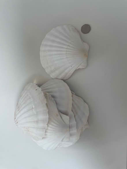 Photo of free Shells (Stanmore, HA7) #3
