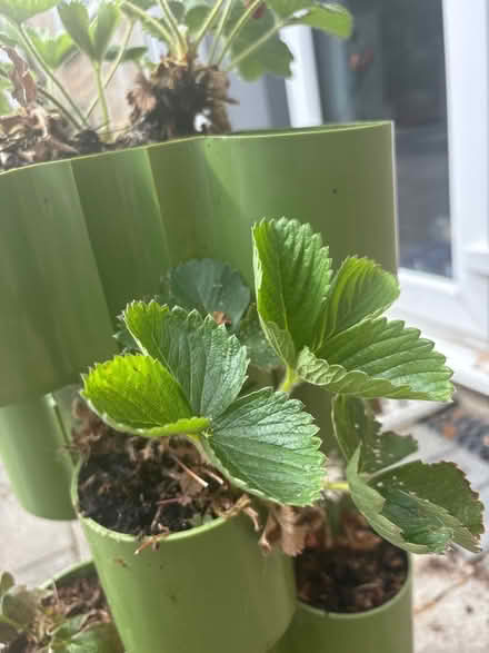 Photo of free Strawberry plants needing TLC (WGC) #3