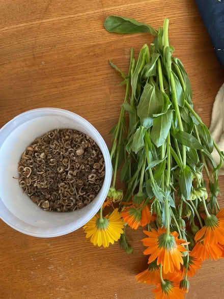 Photo of free Calendula seed (New Marston OX3) #1