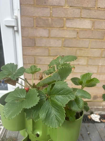 Photo of free Strawberry plants needing TLC (WGC) #1