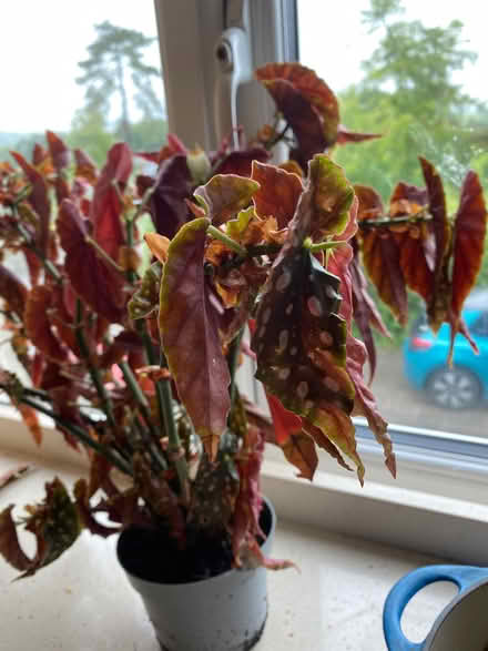 Photo of free Two houseplants (Burneside LA9) #3