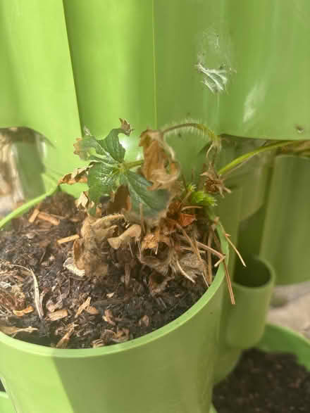 Photo of free Strawberry plants needing TLC (WGC) #4