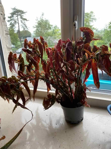 Photo of free Two houseplants (Burneside LA9) #2