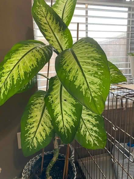 Photo of free Dieffenbachia plant (SW) #1
