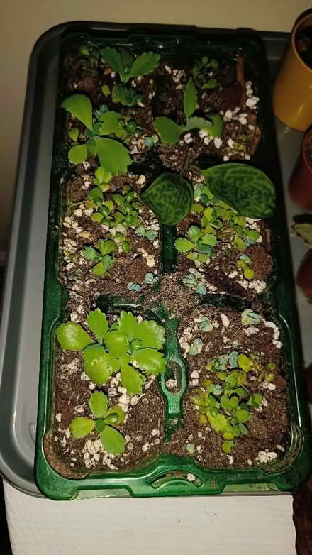 Photo of free Kalanchoe (mother of thousands), different sizes (Littlemore OX4) #1