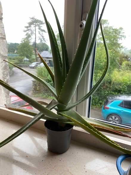 Photo of free Two houseplants (Burneside LA9) #1