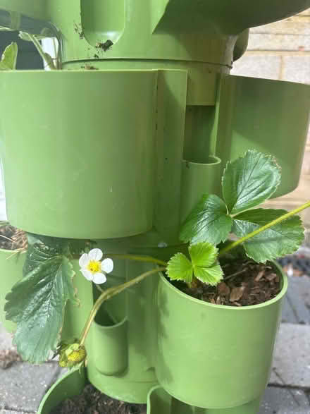 Photo of free Strawberry plants needing TLC (WGC) #2