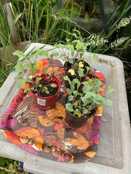 Photo of free Purple sprouting broccoli seedlings (Burneside LA9) #1