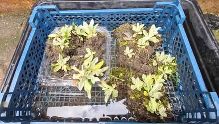Photo of free Lychnis seedlings 🌱 (Baxenden BB5) #1