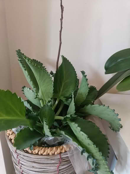 Photo of free Kalanchoe (mother of thousands), different sizes (Littlemore OX4) #2