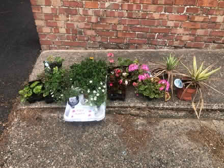 Photo of free Garden plants (Parson's Heath CO4) #1