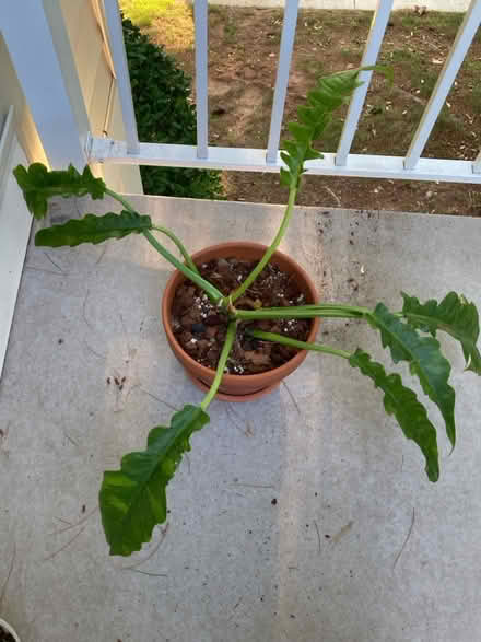 Photo of free philodendron ring of fire (Germantown) #3