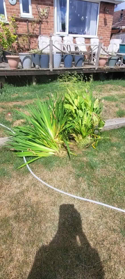 Photo of free Pond plants (Wingerworth S42) #1