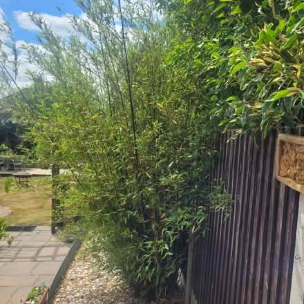 Photo of free Bamboo (Letchworth) #2