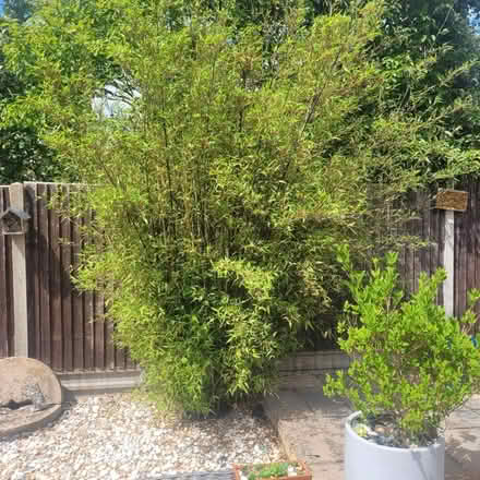 Photo of free Bamboo (Letchworth) #1