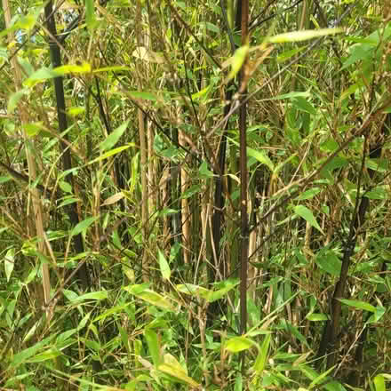 Photo of free Bamboo (Letchworth) #4