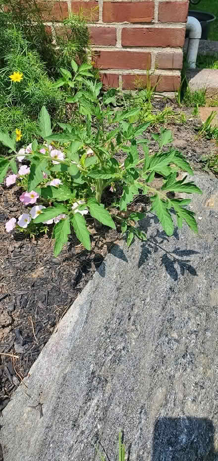 Photo of free Tomato plant (Springfield - Scenic Hills) #1