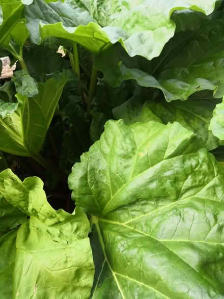 Photo of free Fresh organically grown rhubarb (Burnham) #2